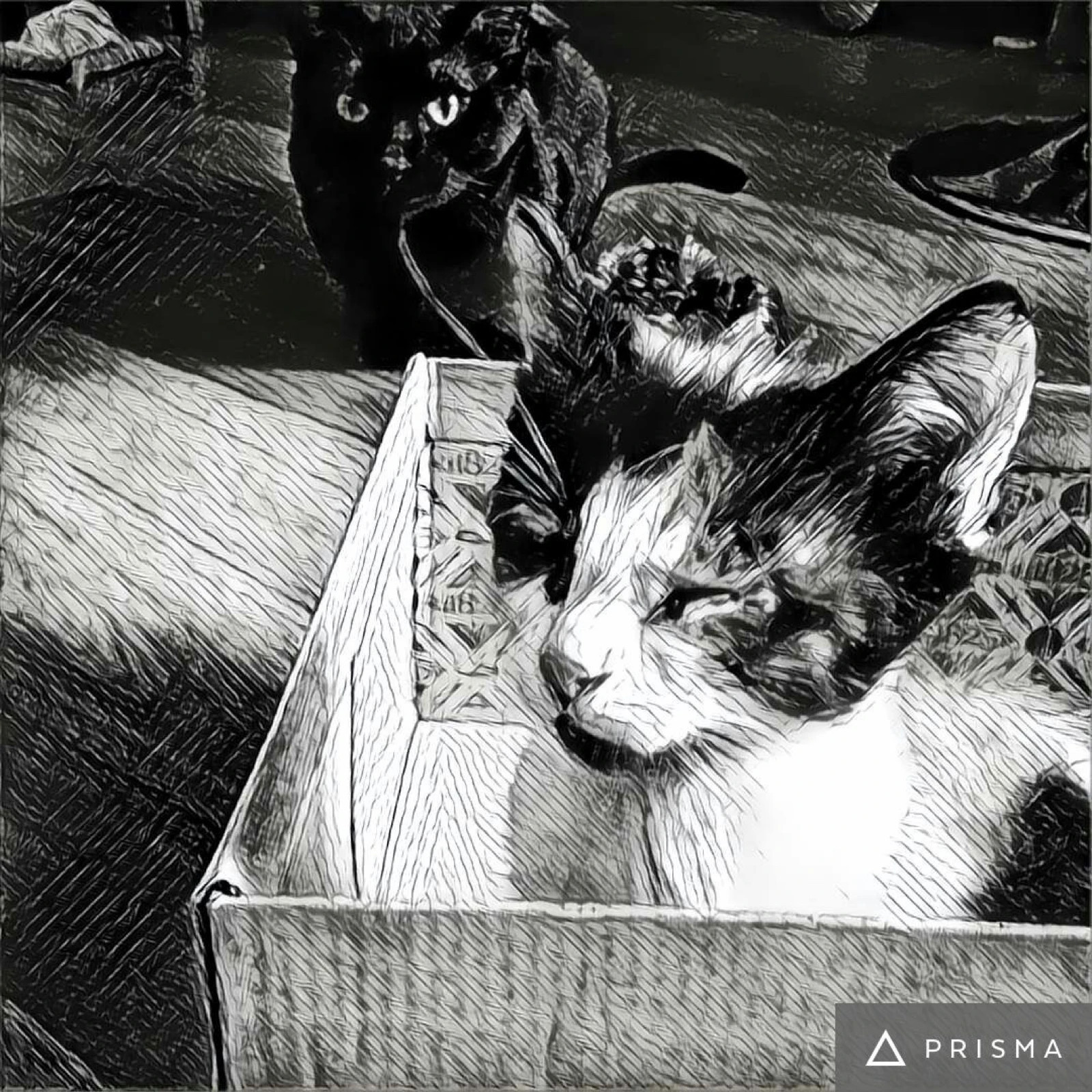 Espumanti verde Distroller Vinted