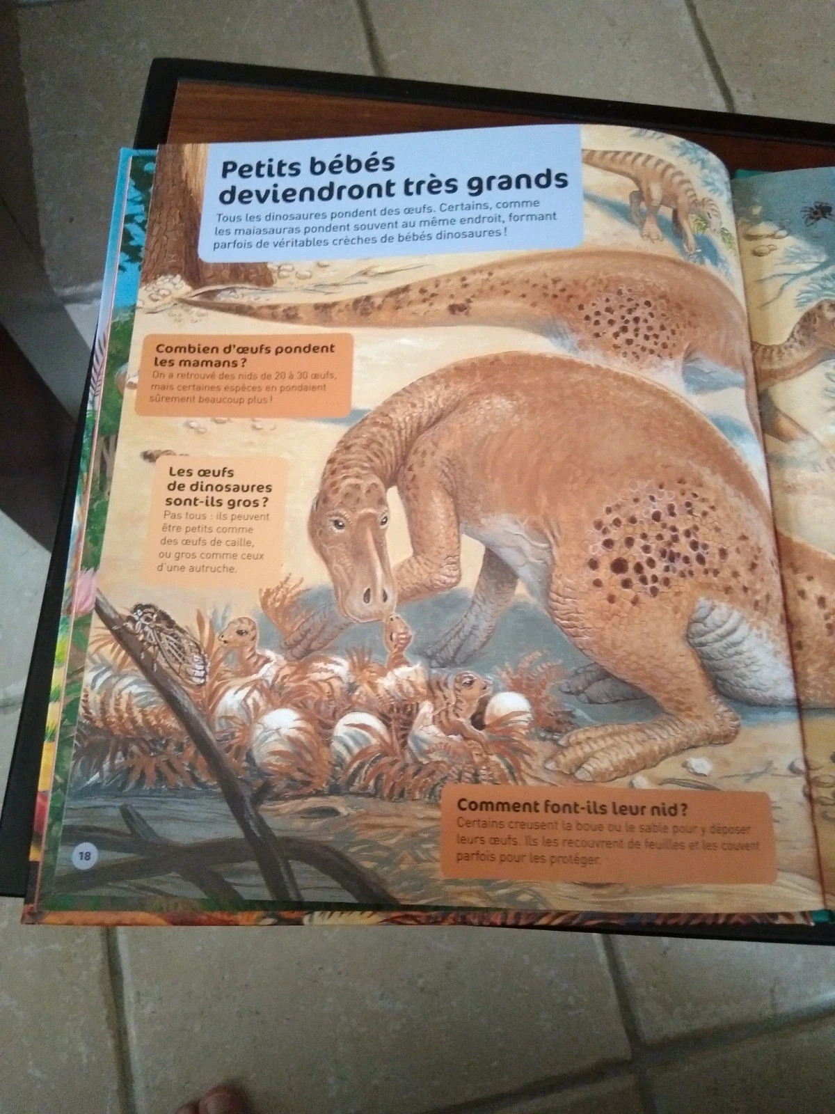 Ces dinosaures couvaient leurs oeufs dans des nids communs